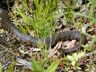 blog-June-3-2015-4-common-water-snake