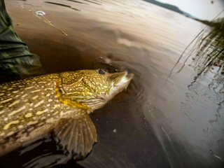 Austin Trayser Photo