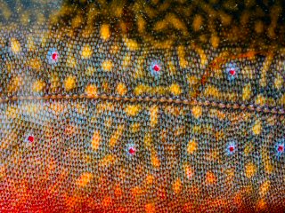blog-July-29-2015-1-flyfishing-for-brooktrout
