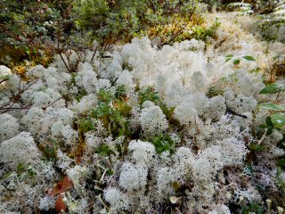 blog-Aug-4-2015-2-lichens-and-mushrooms-of-labrador