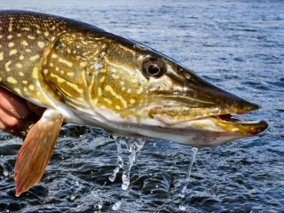 blog-Aug-6-2015-2-pike-on-the-fly