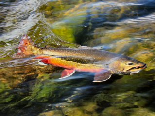 blog-Aug-8-2015-5-brooktrout-fishing-in-labrador