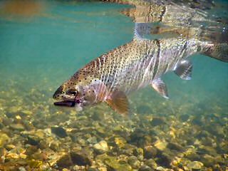 blog-Sept-9-2015-9-flyfishing-for-rainbow-trout