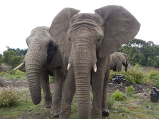 blog-Dec-1-2015-2-knysna-elephants