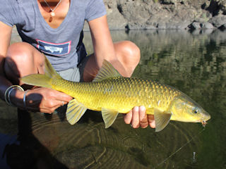 blog-Dec-1-2015-9-smallmouth-yellowfish