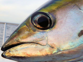 blog-Dec-16-2015-1-flyfishing-tuna