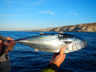 blog-Dec-16-2015-2-jeff-currier-flyfishing-tuna