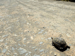 blog-Nov-17-2015-5-tortoise-crossing-sa