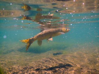 blog-Nov-23-2015-7-yellowfish-of-lesotho