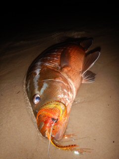 blog-March-21-2016-15-flyfishing-for-bubera-snapper