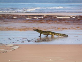 blog-March-27-2016-5-gabon-crocodile