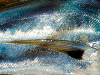 blog-May-20-2016-1-flyfishing-for-roosterfish