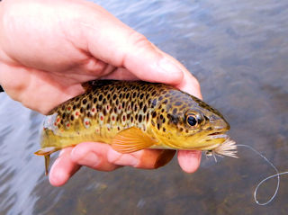 blog-June-11-2016-3-wild-brown-trout-in-ireland