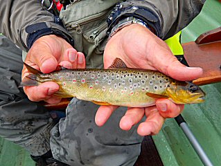 blog-June-14-2016-6-brown-trout-in-ireland