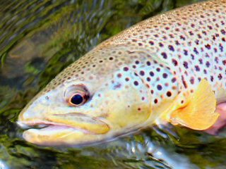 brown trout