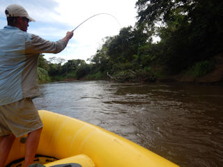 big machaca in Costa Rica
