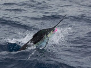 blue marlin on the fly