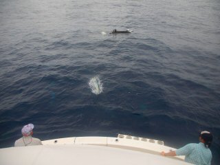 fly fishing for dorado