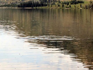 gulper fishing hebgen lake