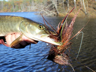 muskie on the fly