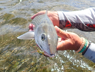 flyfishing for bonefish