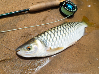 large-scale-tetra-fishing