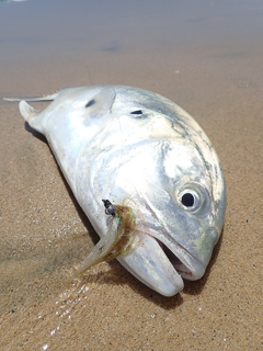 pacific-jack-crevalle