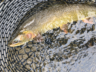 snake-river-cutthroat