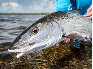 Yellowdog-Flyfishing