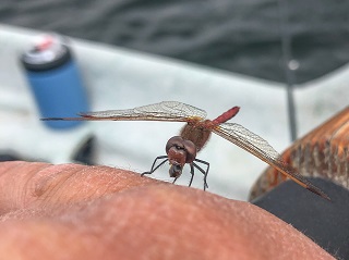 dragonfly