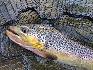 brown-trout