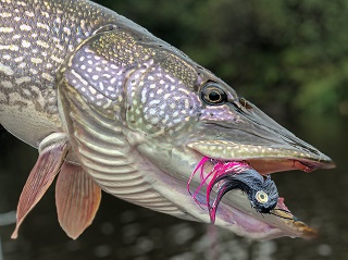pike-flies