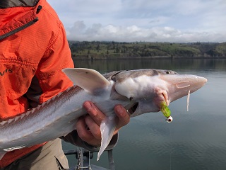 sturgeon-on-the-fly