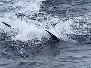 striped-marlin