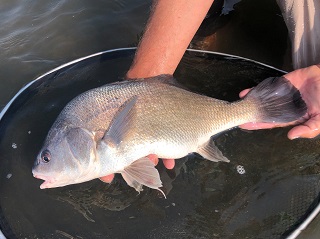 freshwater-drum