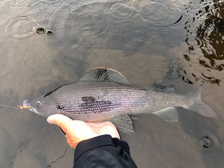 Arctic-grayling-Manitoba