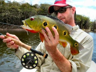 Three More Peacock Species You Need – Jeff Currier