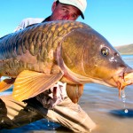 Carpe Carpio or Catch the Carp
