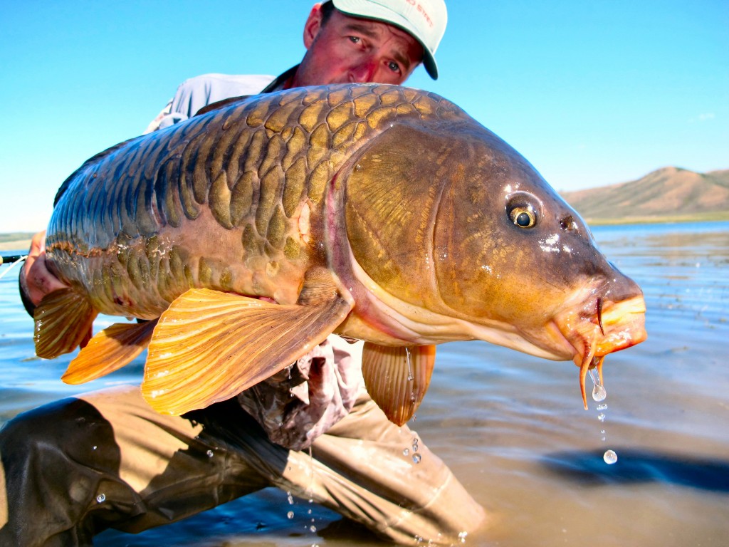 "Fly Fishing for Carp A 20lb Fish Near Home" Jeff Currier