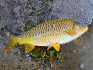 blog-May-15-2013-2-mirror-carp-blackfoot-reservoir