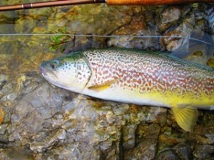 blog-May-31-2013-4-Salmo-marmoratus