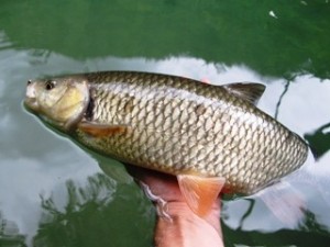 blog-June-1-2013-8-European-Chub-fly-fishing