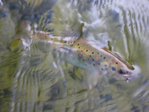 blog-June-13-2013-11-Kupa-River-brown-trout