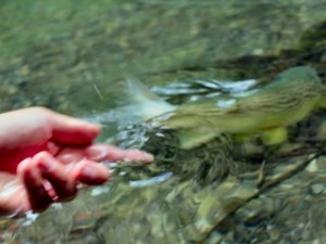 blog-June-13-2013-14-Marble-trout-Slovenia