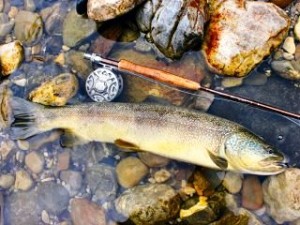 blog-June-13-2013-3-marble-trout