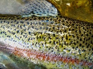 blog-June-13-2013-7-Slovenia-Rainbow-trout