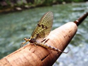 blog-June-13-2013-8-the-mayfly