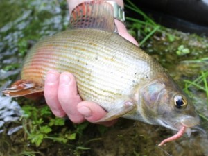 blog-June-13-2013-9-Fly-fishing-Croatia