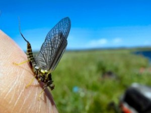 blog-June-15-2013-4-Green-Drake-mayfly