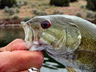 blog-June-19-2013-1-Smallmouth-bass